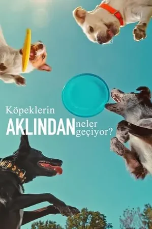Köpeklerin Aklından Neler Geçiyor? izle